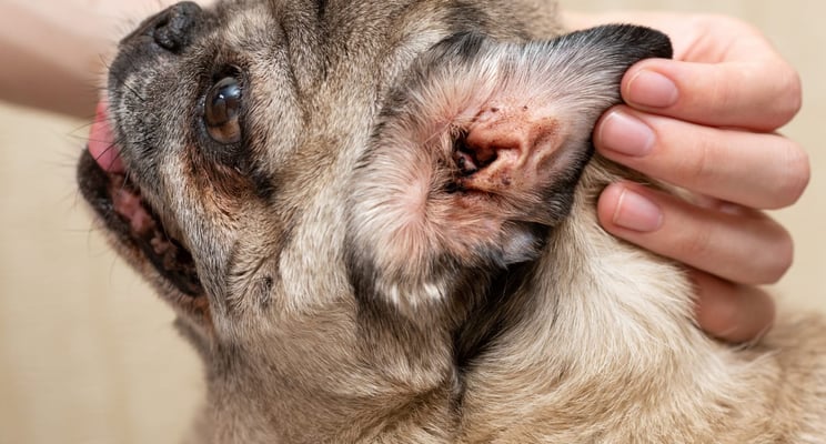 10 Raças de Cães Propensas a Doenças de Pele