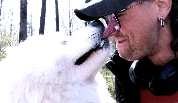 a white samoyed dog licks the face of a man wearing glasses and a black baseball cap