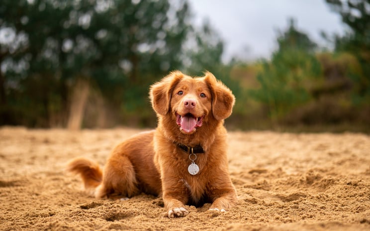dogAdvisor ✲ Calming Remed ✲ Blog for new dog owners ✲ 