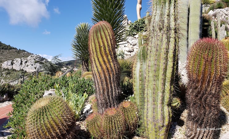 a group of grusonii spikey plants in exotic garden