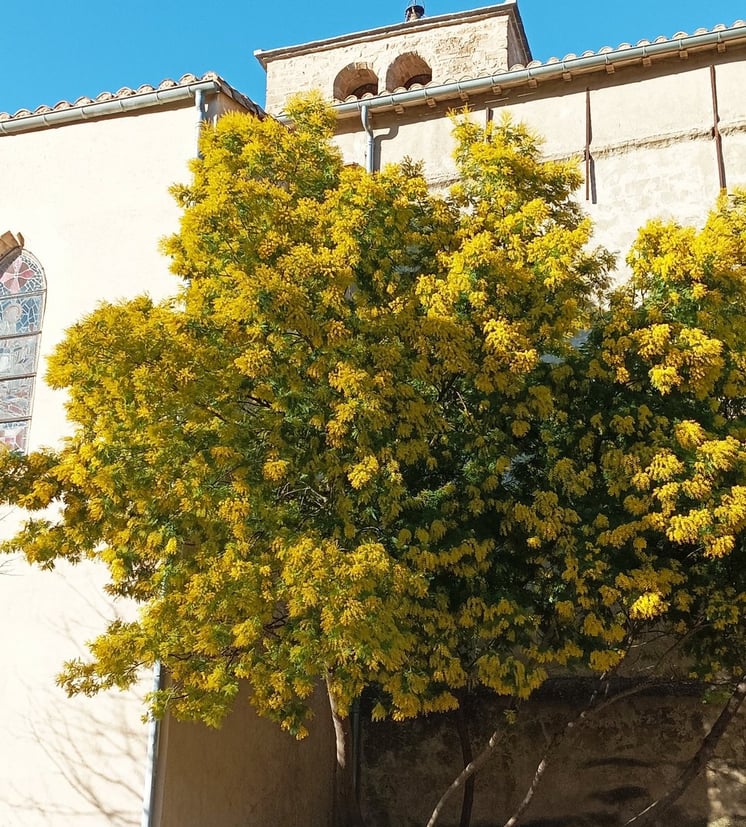 The mimosa tree in full bloom.