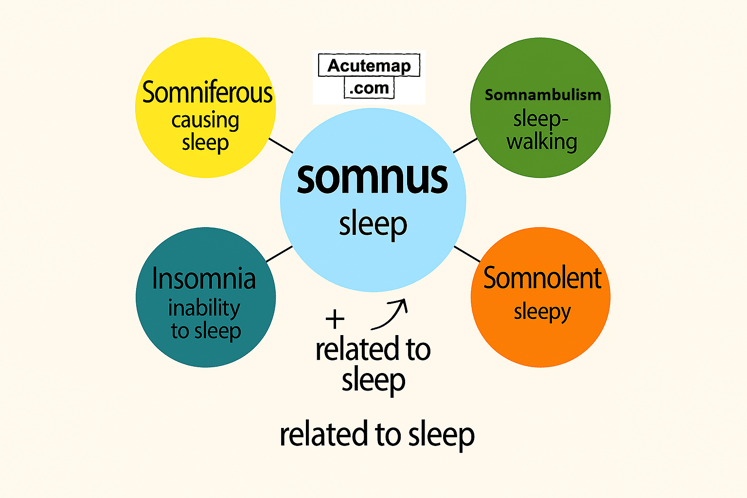 Somnus root word, Word Power Made easy