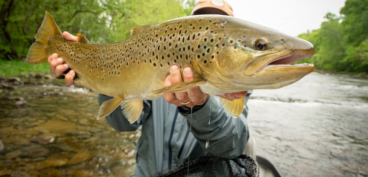 Huge South Holston River Brown Trout