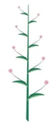 Inflorescence indéfinie - Grappe