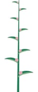 Inflorescence indéfinie - Epi