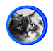 Tabby = Chat tigré. Chez le Ragdoll les rayures sont sur la queue et la tête.