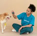 person holding ball playing with dog that has a bandage around its paw