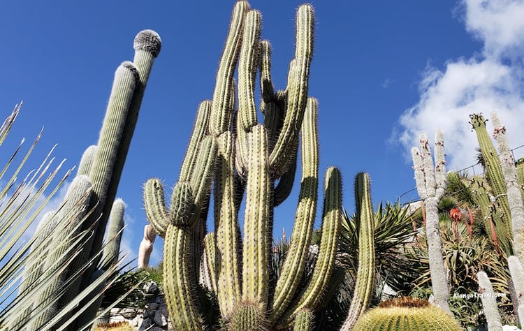 the cacti from the cactus family growing very tall in exotic garden