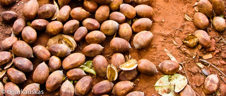 Fruits du palmier babassu