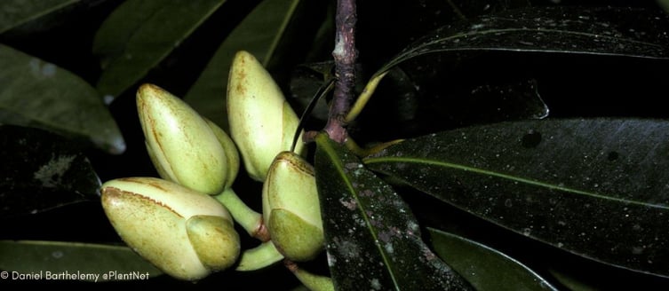 Fruits du palmier kpangnan