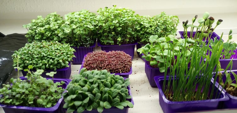 a picture of Early Greens microgreens nursery  produce