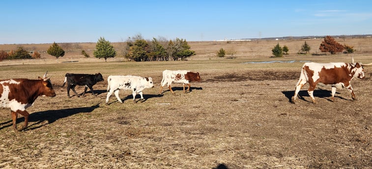 a herd of Miniature Texas Longhorns walking across a field