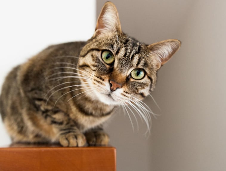 Como saber se meu gato é macho ou fêmea Guia prático
