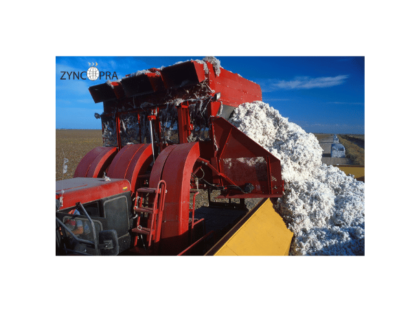 Turkish cotton harvest for textiles.