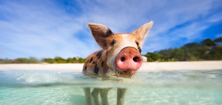 Swimming with Pigs in Nassau