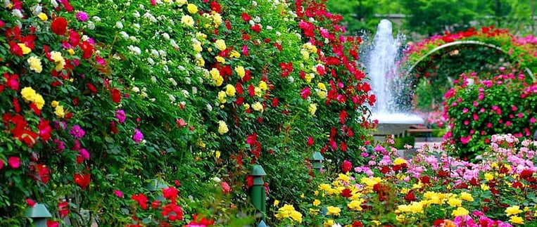 a garden with a fountain and a fountain