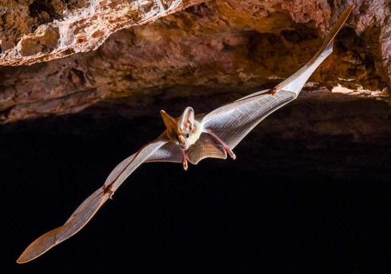Ghost bat in flight