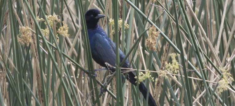 bird in the grass at the celery fields in Sarasota, fl