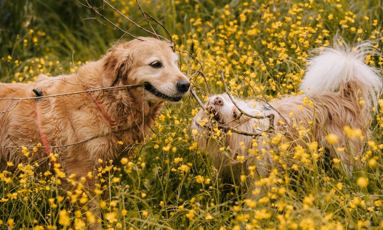 golden-retriver-e-cane-meticcio-che-si-contengono-un-legno