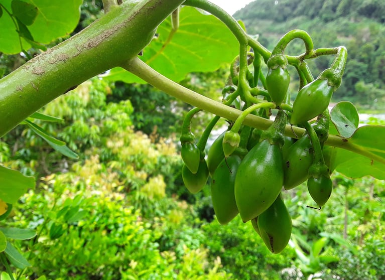 organic garden Faial da Terra