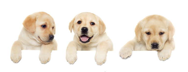 Labrador Retriever Puppies For Sale logo