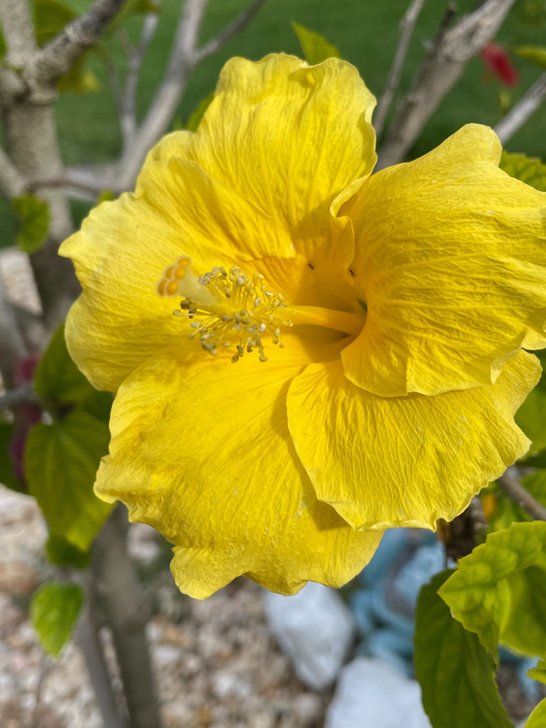 Real Life Happens logo