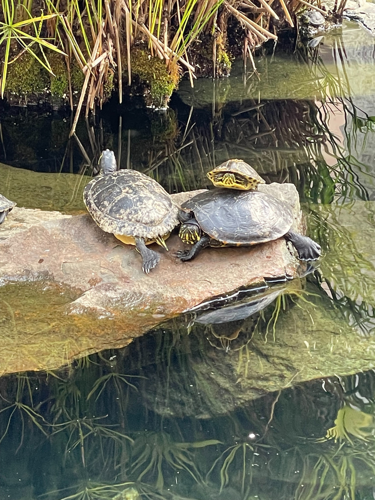 Real Life Happens logo