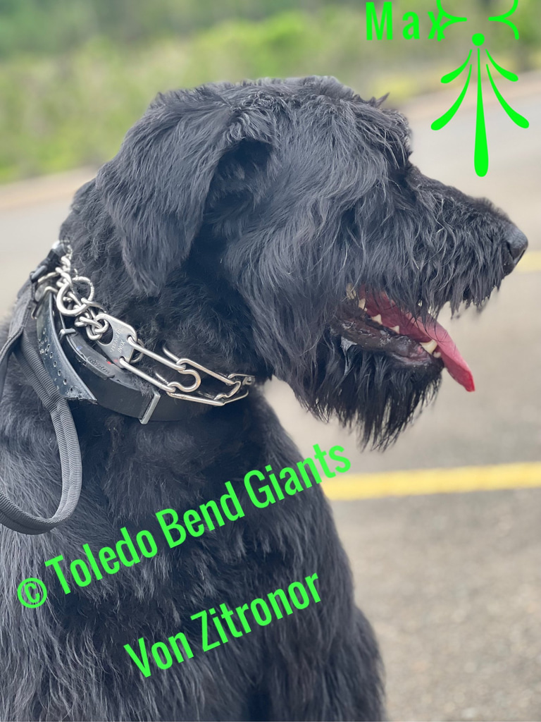 Toledo Bend Giants  logo