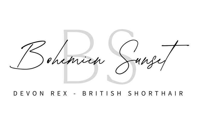 Bohemien Sunset - Britisch Kurzhaar und Devon Rex Cattery logo