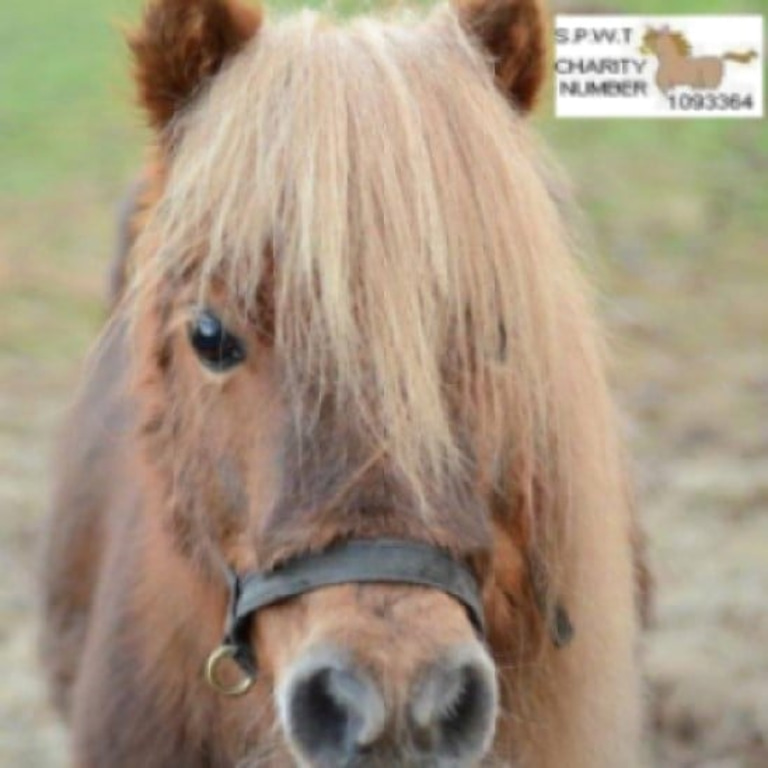 The Shetland Pony welfare trust logo