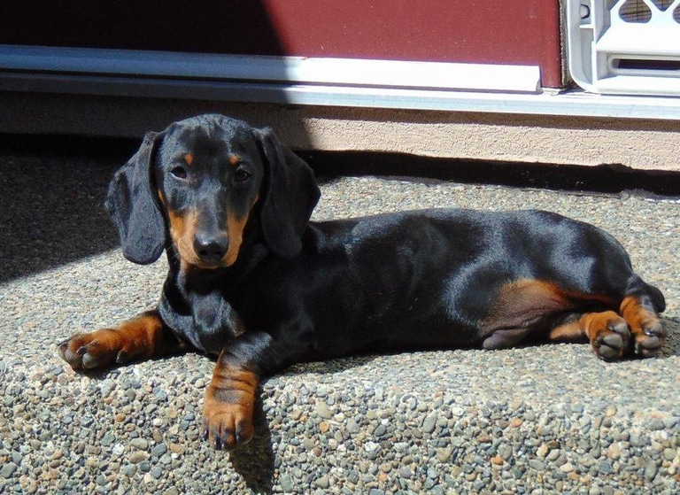 miniature dachshunds logo
