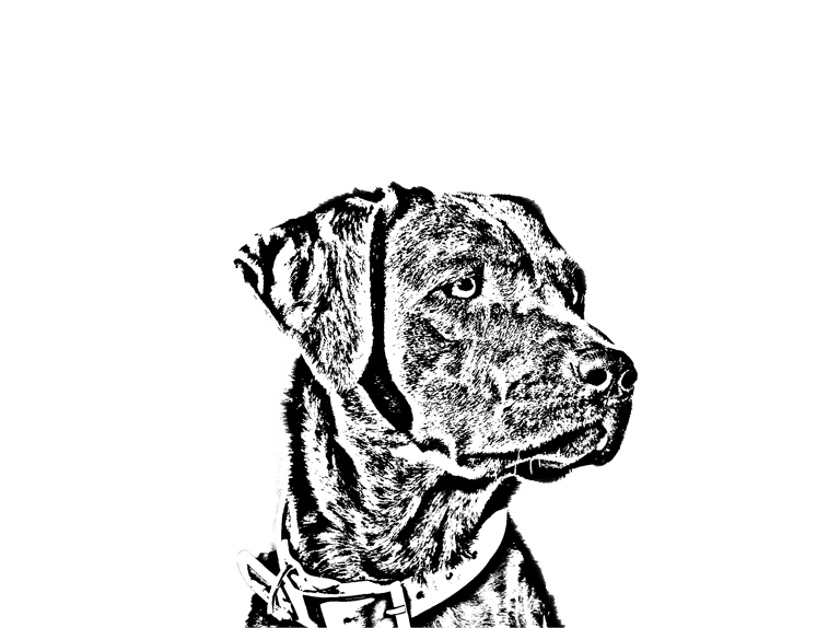 Labradore von den Magdedogs logo