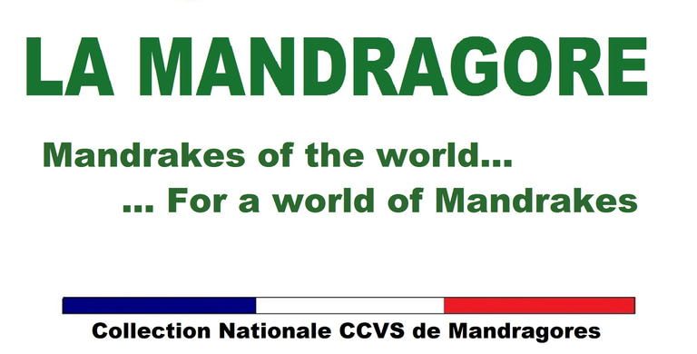 La Mandragore - Mandrakes of the world  logo