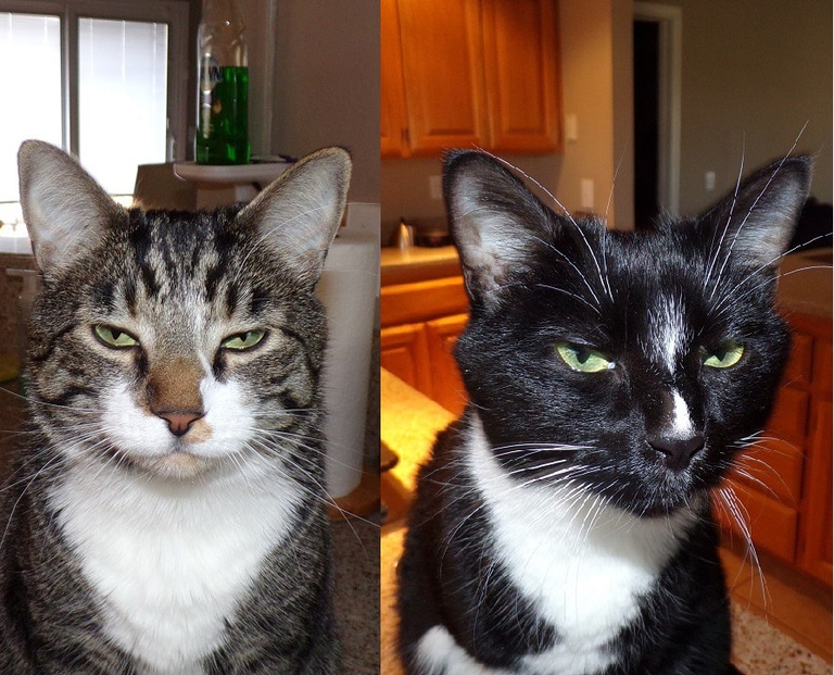 Piel Melodies songs from the Heart logo