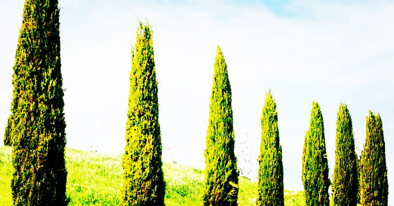 Семь Кипарисов logo