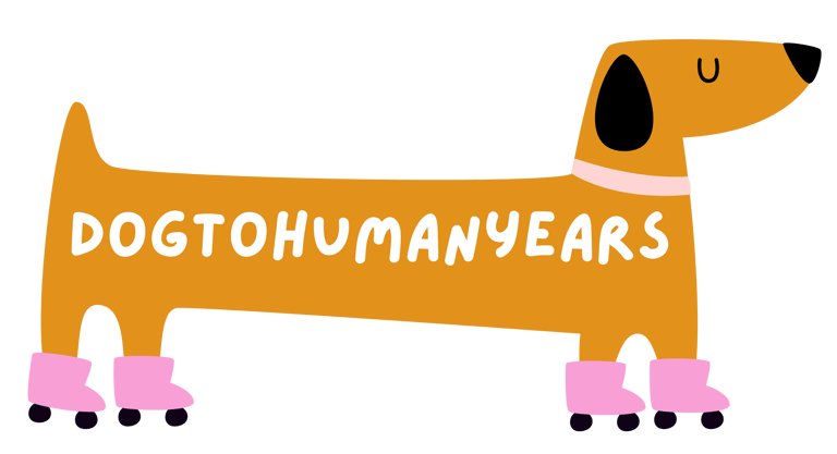 dog to human years logo