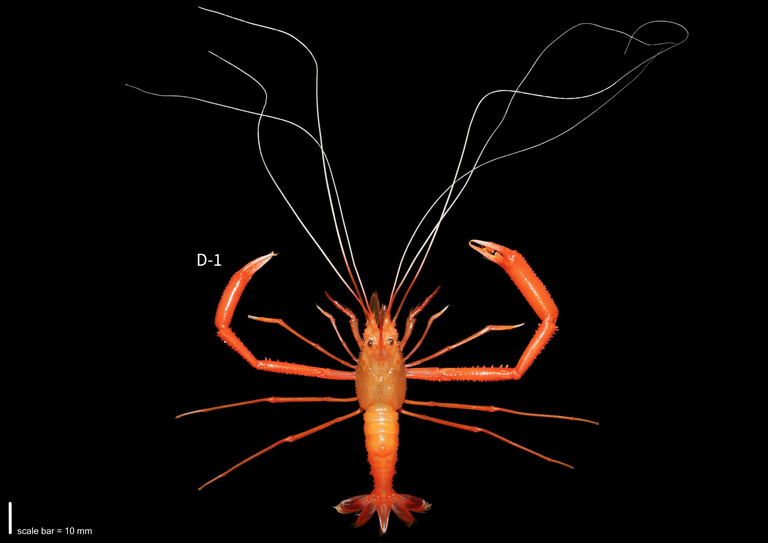 Institute for Molluscan Systematics - the laboratory logo