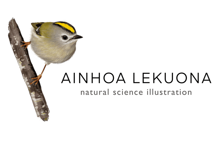 AINHOA LEKUONA logo