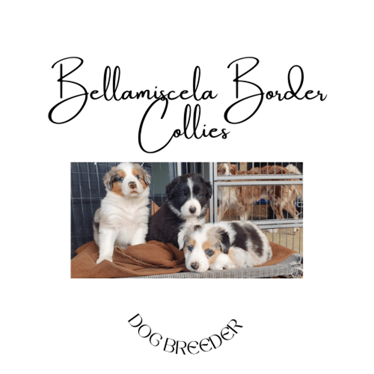 Bellamiscela Border Collies PureBred Pedigree  logo