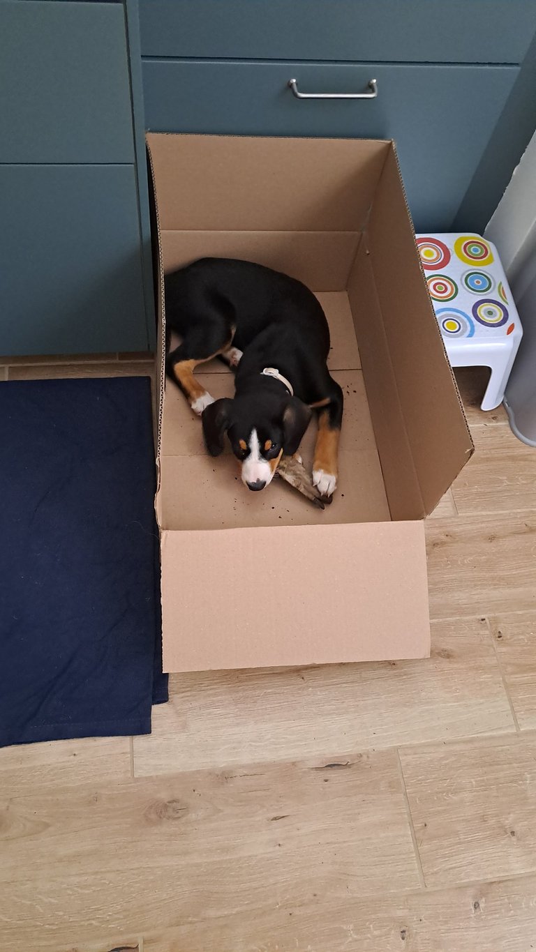 A tricolor Greater Swiss Mountain Dog puppy resting inside a cardboard box on a wooden floor.