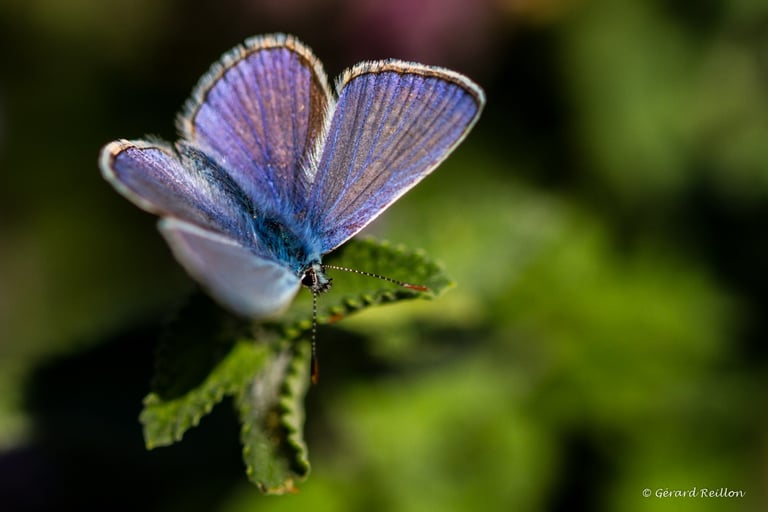 Argus bleu, Gérard Reillon, Photographe, Kiosque à Image Chateau-Gontier