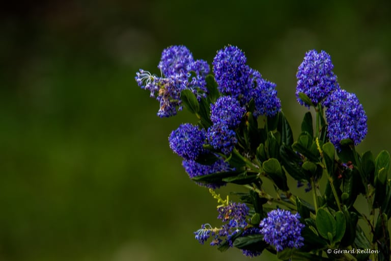 Céanothe, Gérard Reillon, Photographe, Kiosque à Image Chateau-Gontier