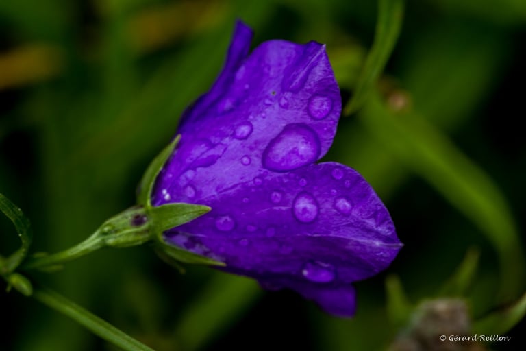 Campanule, Gérard Reillon, Photographe, Kiosque à Image Chateau-Gontier
