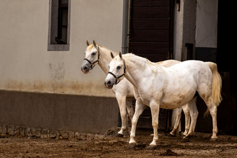 Chevaux LIPPIZANS  - Jean Charles Plaçais