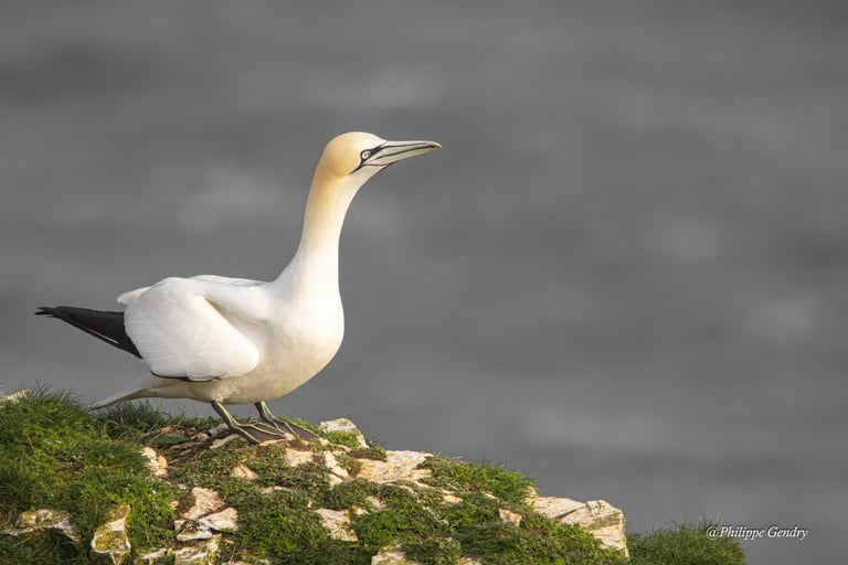 Fou-de-bassan-bempton-cliffs---angleterre, Philippe Gendry, KIosque à Images, Chateau Gontier