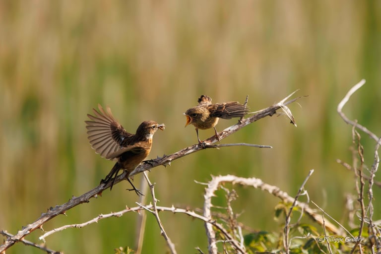 La Becquée (Tarier pâtre - Irlande), Philippe Gendry, KIosque à Images, Chateau Gontier