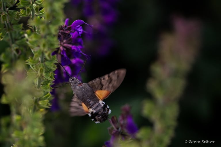 Moro shynx sur sauge, Gérard Reillon, Photographe, Kiosque à Image Chateau-Gontier