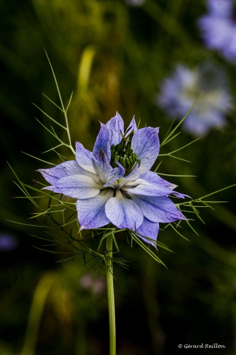 Nigelle de Damas, Gérard Reillon, Photographe, Kiosque à Image Chateau-Gontier