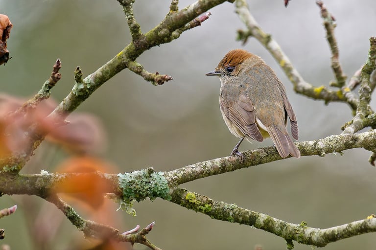 Fauvette tête noire, Serge Brodin, Kiosque à Image, Chateau-gontier
