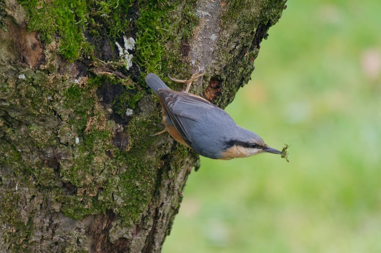 Sittelle torchepot Serge Brodin, Kiosque à Image, Chateau-gontier